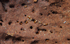 Tegn på termittinfeksjon
