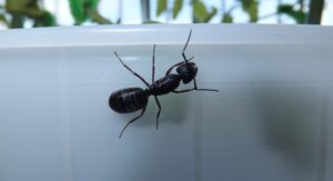 Signs of a Carpenter Ant Infestation