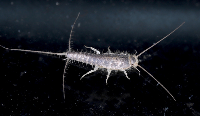 Silverfish Attraction