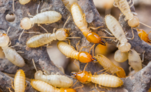 Termite Swarmer