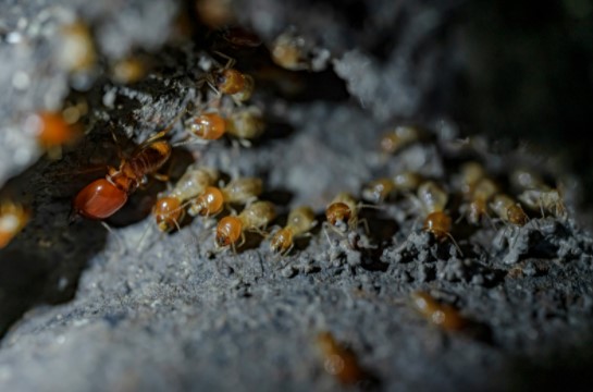 Termite control