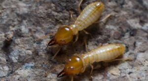 Termites