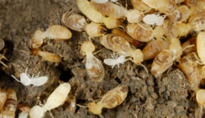 Termites