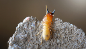 Termites can eat brick house