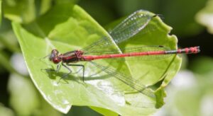 The Bad Side of Damselfly