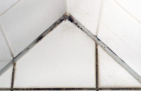 The Different Types of Mould Found in Homes & How to Get Rid of Them?