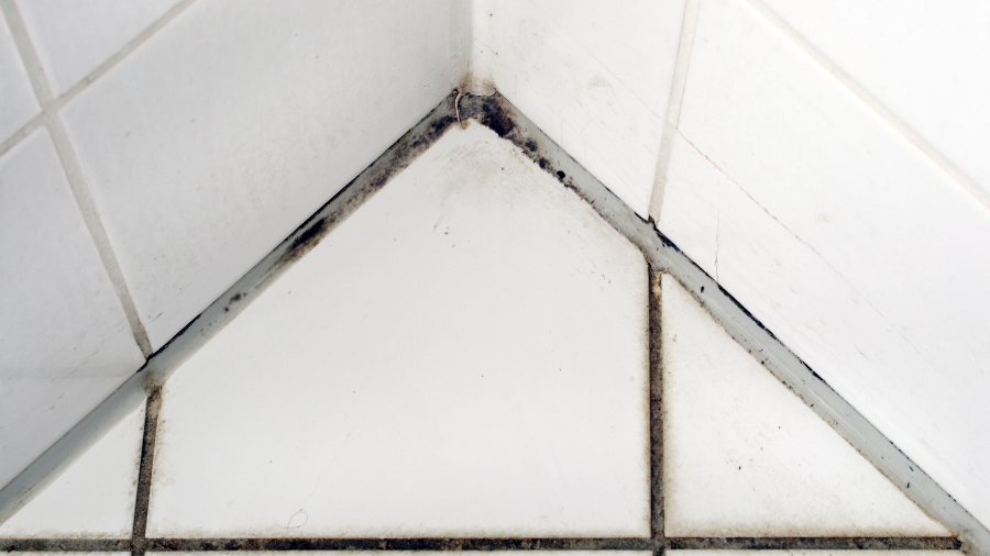 The Different Types of Mould Found in Homes & How to Get Rid of Them?