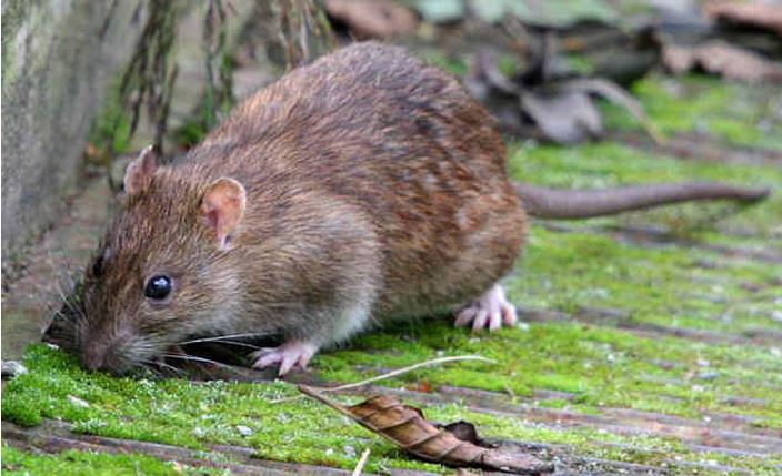 The Great Pest Migration: The Brown Rat