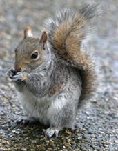 The Great Pest Migration: The Grey Squirrel