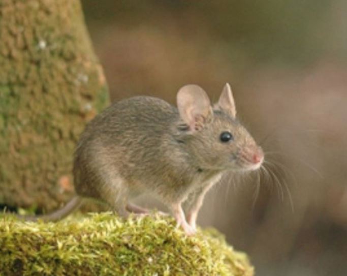 The Great Pest Migration: The House Mouse