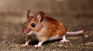 Top 5 Pests in the UK and Their Impact