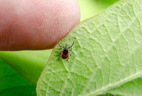 Tick-Lyme-Disease