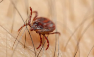 Tips to Get Rid of Ticks
