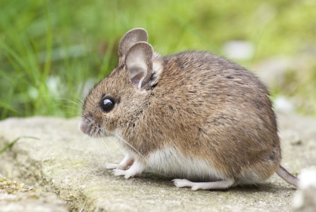 Tips to control rodents in summer