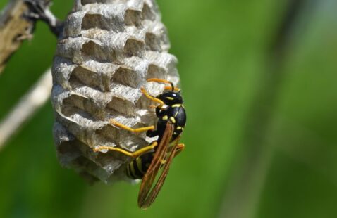 Top 5 Pests in the UK and Their Impact