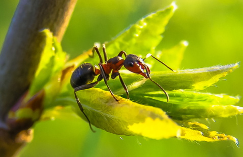 Types of Ants – 8 Common Invaders