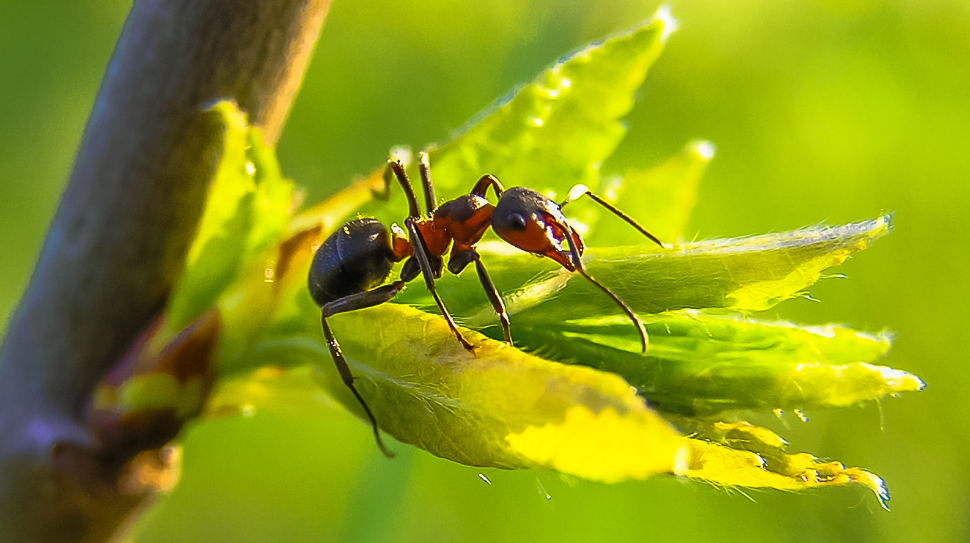 Types of Ants