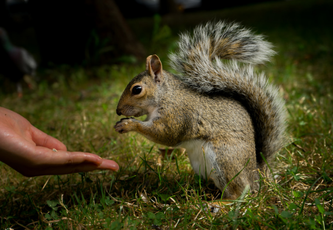 Types of Diseases that Rodents carry