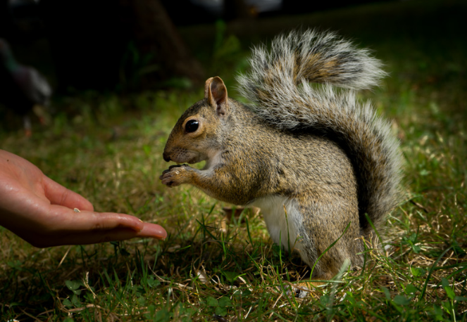 Types of Diseases that Rodents Carry - How to Avoid them?