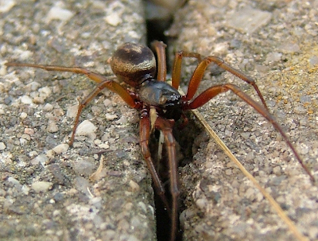 UK spiders shut schools