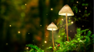 Unknown Facts about Fireflies