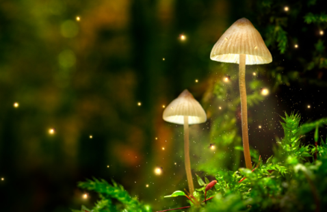 6 Unknown Facts about Fireflies