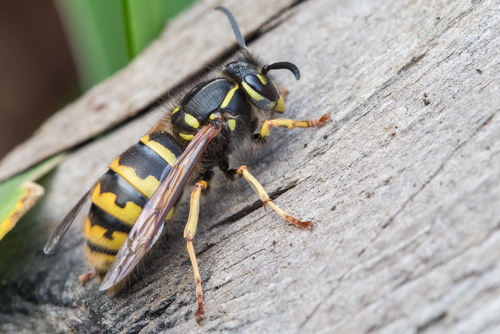 How to Deal with Wasps (and Bees)
