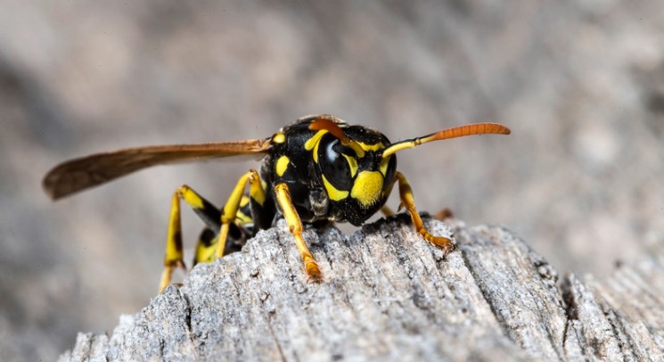 Wasp vs Hoverfly