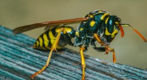 What Are Hornets?