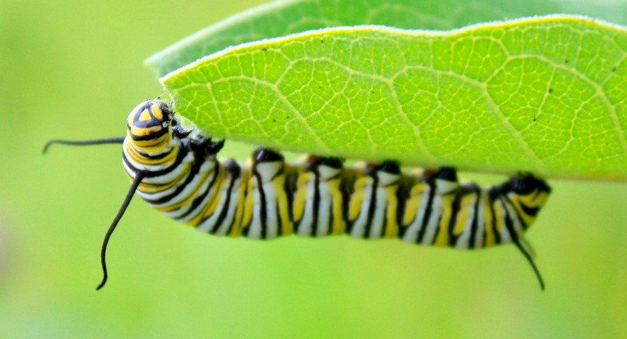 What Attracts Caterpillars to Your House