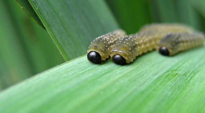 What Attracts Maggots to Your House