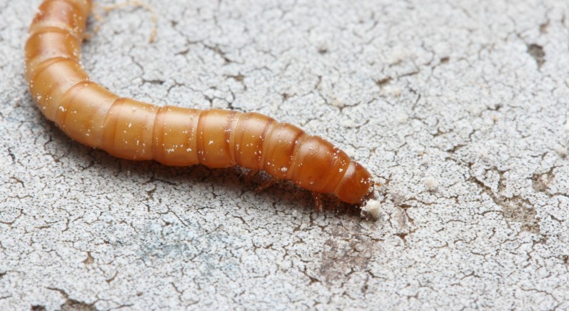 What Attracts Mealworms to Your House