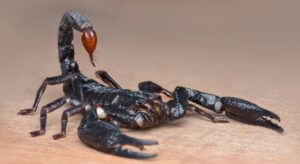 What Attracts Scorpions