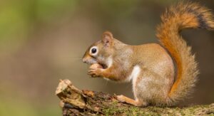What Attracts Squirrels to Your House?