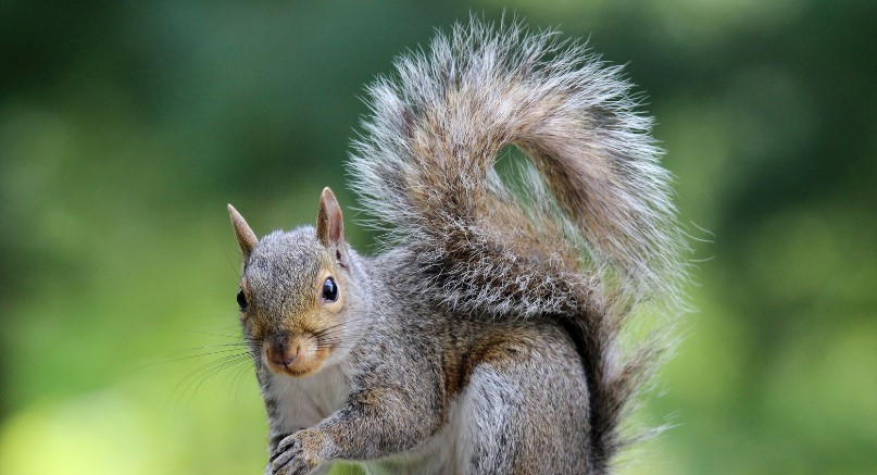 What Attracts Squirrels to Your House?