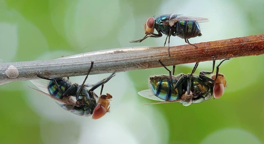 What Attracts Stable Flies