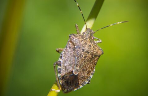What Attracts Stink Bugs in Your House?