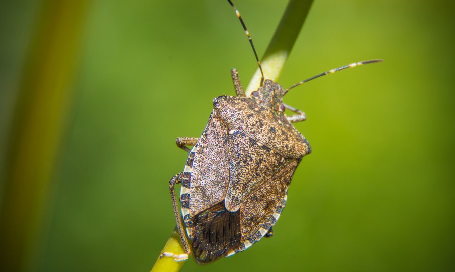 What Attracts Stink Bugs in Your House?