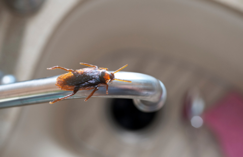 What Causes Roaches in a Clean House and How to Get Rid of them?