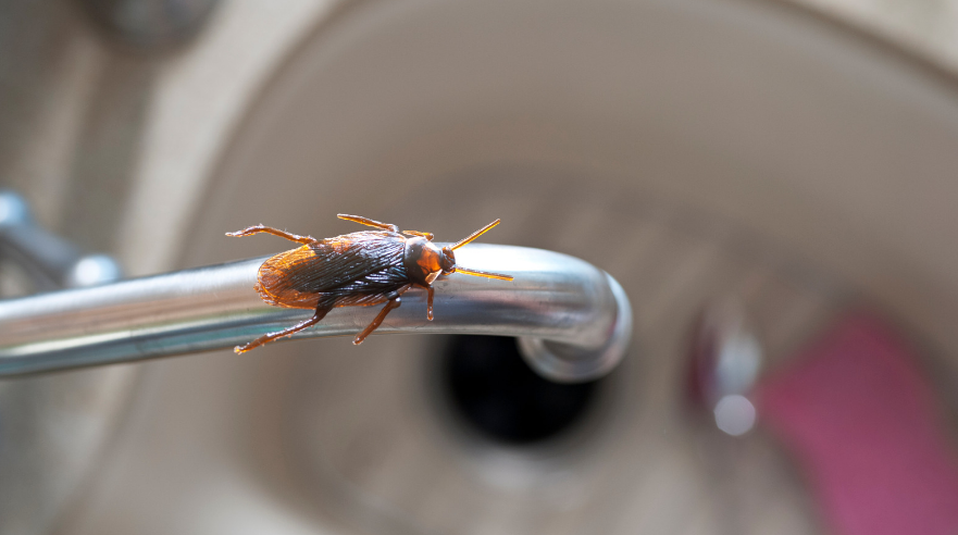 What Causes Roaches in a Clean House and How to Get Rid of them?