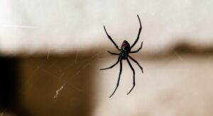 What Causes Spider Infestation in Your Home?