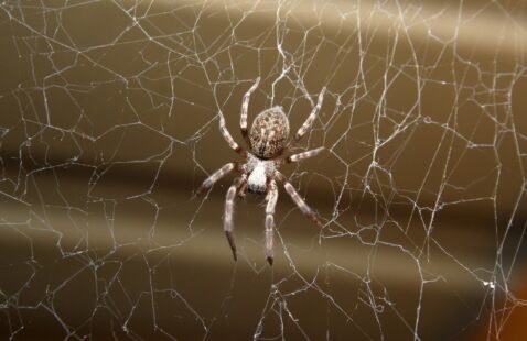 What Causes Spider Infestation in Your Home?