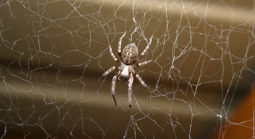 What Causes Spider Infestation in Your Home?