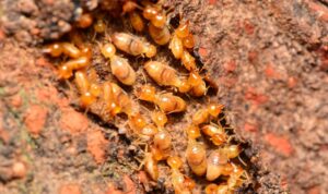 What Causes Termite Infestation in the House?