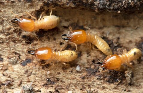 What Causes Termite Infestation in the House?