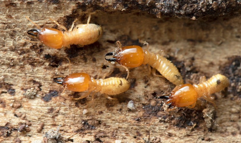 Hva forårsaker termittangrep i huset?