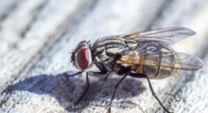 What Causes Tsetse Fly Infestation