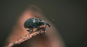 What Causes Weevils to Appear