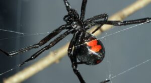 What Diseases Does Spider Bite Cause?