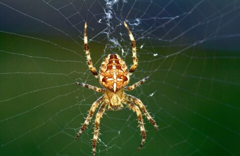 What Diseases Does Spider Bite Cause?